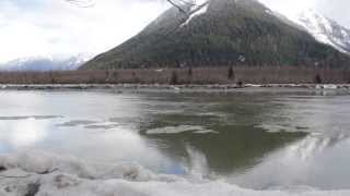 Skeena River feast Seagulls and Bald Eagles fishing for Hooligans HD 1080p [upl. by Ettennaj279]