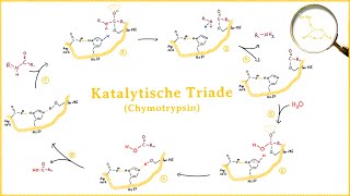 Die katalytische Triade am Beispiel Chymotrypsin [upl. by Anrat739]