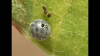 30 Trichogramma gicai emerge from one Iphiclides podalirius egg [upl. by Yzmar]