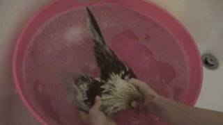 How To Wash Your Chickens [upl. by Siegler505]