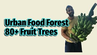 First Ever Full Food Forest Tour  Over 80 Fruit Trees [upl. by Nired]