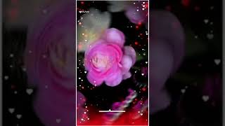 Good morning rose flowers 🌹🌹🌹good morning roseflowers status shortsvideo [upl. by Tallou715]