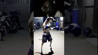 Wolf Watching a Try Not Laugh Challenge 🤣 funny shorts viral money trynottolaugh [upl. by Naiva]