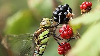 Southern Hawker Dragonfly Aeshna cyanea [upl. by Maureen]