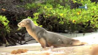 Islas Galápagos es la joya natural que el Ecuador conserva para el mundo [upl. by Notlok457]