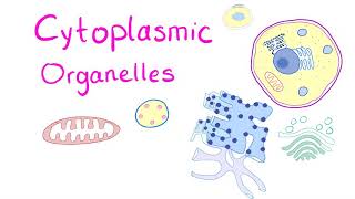 Cytoplasmic Organelles [upl. by Eile751]