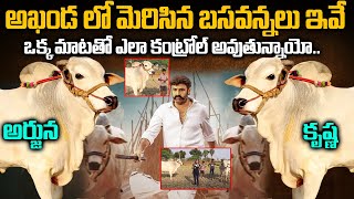 Exclusive  ఒక్క మాటతో ఎలా కంట్రోల్ అవుతున్నాయో  Balakrishna Akhanda Movie Bulls  SriMedia [upl. by Akkire]