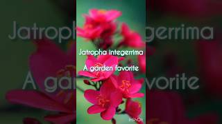 jatropha integerrima care and maintenance [upl. by Trilly]