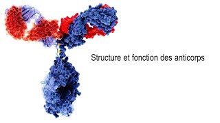 SVT  COURS  La structure et la fonction des anticorps [upl. by Lajes]