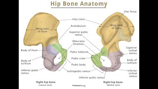 Surface anatomy of the hip bone Ilium ischium and Pubis bones [upl. by Eelik]