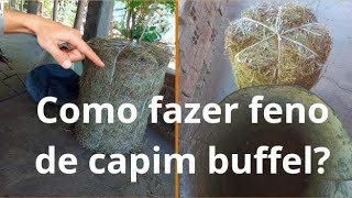 como fazer feno de capim buffel [upl. by Fachan]