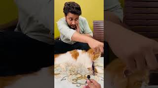 billu ke shadi ke bad ka hall 😂ytshorts shorts shortvideo viralvideo funny comedy cat song [upl. by Gae]