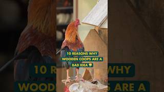 10 reasons why cheap wooden coops are a bad idea shorts chickencoop chickenkeeping homestead [upl. by Mahla]