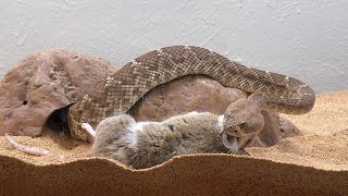 WTF Red Diamondback rattlesnake instantly DROPS RAT [upl. by Yetta]