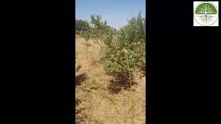 Vom Busch wieder zum Baum  Farmer Managed Natural Regeneration  Beratungsprojekt Senegal 2018 [upl. by Udall]