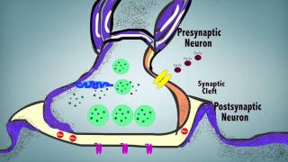 Synaptic Transmission [upl. by Gnilrits144]