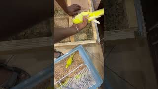 Yellow monk birds parrotcockatielplayingwithmirrortalking macaw [upl. by Block]