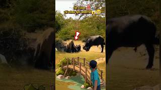 lion vs bison wild animals fight competition [upl. by Nirok]