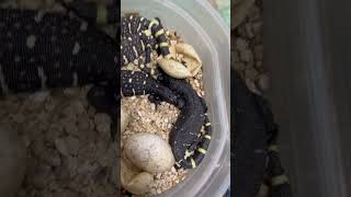 SuperBlack Heloderma horridum hatching [upl. by Inaffit111]