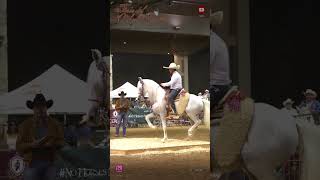 Feria del caballo Español [upl. by Noir]