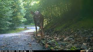 Fawn taken away by bear as mother watches [upl. by Idnil]