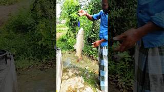 Fishing king size silver carp பெரிய கெண்டை மீன்fishing shorts ytshorts [upl. by Assirak835]