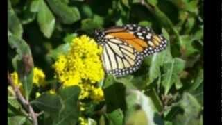 The Cape May Monarch Butterfly [upl. by Paff]