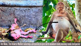 Hot News The Newest Mother laboring amp preparing to give birth newborn baby monkey looks bellyache [upl. by Bernardina]