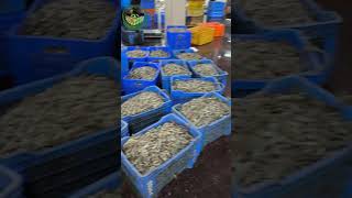 Fish packing and transport  ମାଛୁ ଚାଷ seafood harvesting paradeep shrimp 🦐🦐🦐 [upl. by Radie]