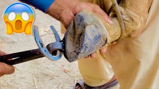 Horse Hoof Restoration  Satisfying  Hoof Trimming [upl. by Nnahs48]