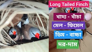 Long Tailed Finch Basic Information [upl. by Euqinahc682]