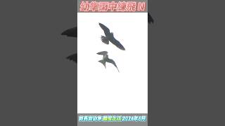 2024酋長岩幼隼離營生活SP143N幼隼雨中練飛6月2日 [upl. by Knah]