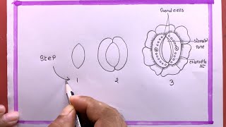 5 Essential Parts of a Stomata Diagram [upl. by Brodeur]