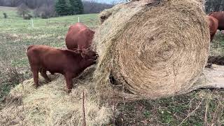 Bale grazing and unrolling hay in my cover crops [upl. by Ylesara]