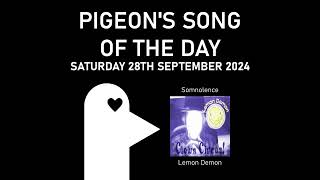 Somnolence  Pigeons Song of the Day 28092024 [upl. by Nysa]