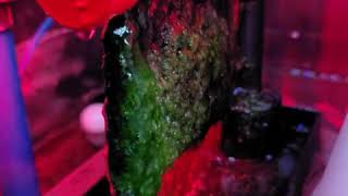 RAIN2 tm algae scrubber waterfall style in customers sump [upl. by Yreffej321]