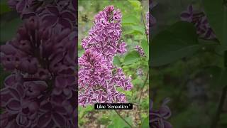 New cultivar Lilac quotSensationquot first bloom lilacs gardening blooms [upl. by Schulz]