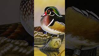 LittleKnown Contest Big Wins for Duck Stamp Artists [upl. by Ardnuaek351]