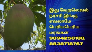 R2E2 Mango Trees Available in Nagercoil  R2E2 பெரியபெரிய மாமரங்கள் கிடைக்கும்9894256188 8838718767 [upl. by Stein871]