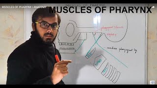 MUSCLES OF PHARYNX  ANATOMY [upl. by Barra]