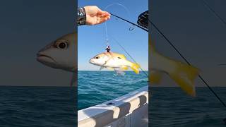 Live Bait on Jigs pescanomar fishing pescaria casting angler dubai jig jigging [upl. by Patsis]