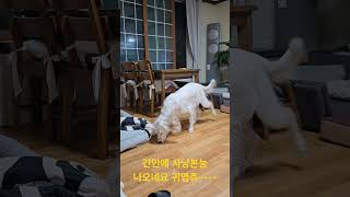 잉글리쉬 세타라고 이구 파리만 사냥하구ㅎㅎ english stter강아지강아지브이로그 puppy 반려견 대형견 cutedog doglover [upl. by Sower]