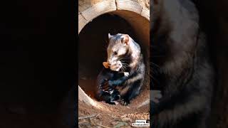 Adorable BlackFooted Ferret Smooches Baby Ferret  Heartwarming Ferret Moment in the Wild [upl. by Eppes]