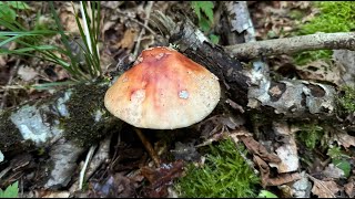 Amanita rubescens June 23 2024 [upl. by Disini]