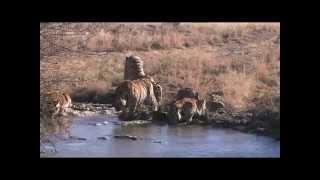 Tiger cubs try to break ice to reach water beneath ice Help save tigers Share the post [upl. by Fishman]