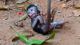 Lovely action  baby Jester and his mother  Real Angkor Monkey [upl. by Luiza354]