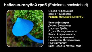 Небесноголубой гриб Entoloma hochstetteri [upl. by Engeddi852]