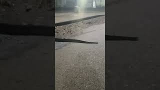 Python 😯 in IIT Bombay  Python on the road  python snakes iitbombay [upl. by Pinette]