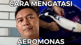 CARA MENGOBATI AEROMONAS PADA IKAN KOI [upl. by Abrahamsen666]