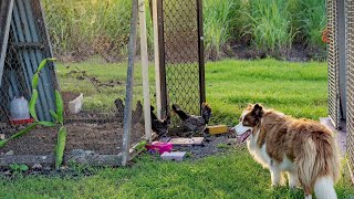 Border Collie vs Australian Shepherd Barking and Communication [upl. by Hesoj]